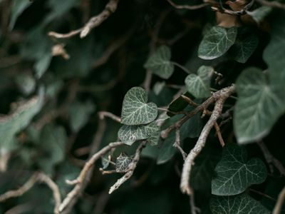 Peaceful nature view with green leaves and soft light
